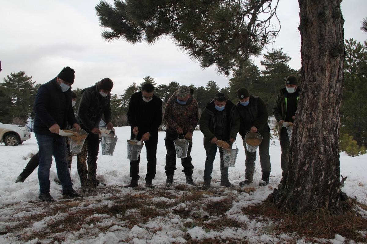 Başpınar yaylasında yaban hayvanları i&ccedil;in yem bırakıldı