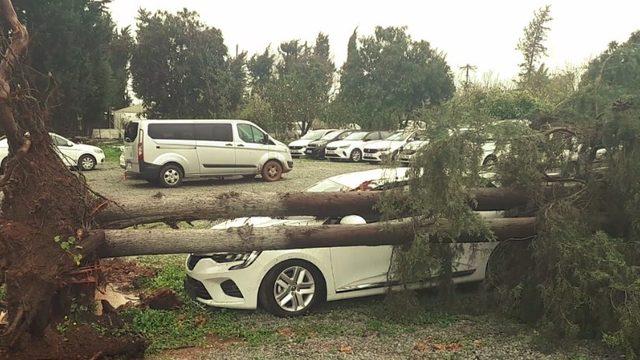 Devrilen ağaç otomobili pert etti