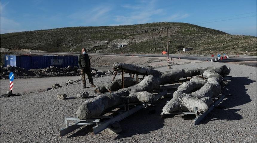 Midilli'de 20 milyon yıllık taşlaşmış ağa&ccedil; fosili bulundu