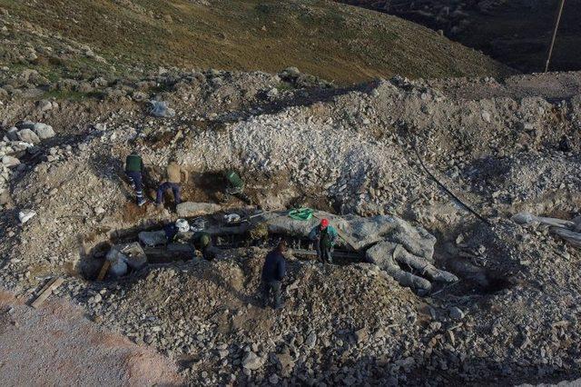 Midilli de 20 milyon yıllık taşlaşmış ağaç fosili bulundu 2