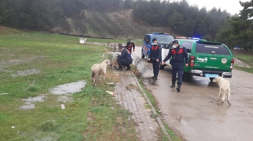 Soğukta a&ccedil; kalan hayvanları jandarma elleriyle besledi