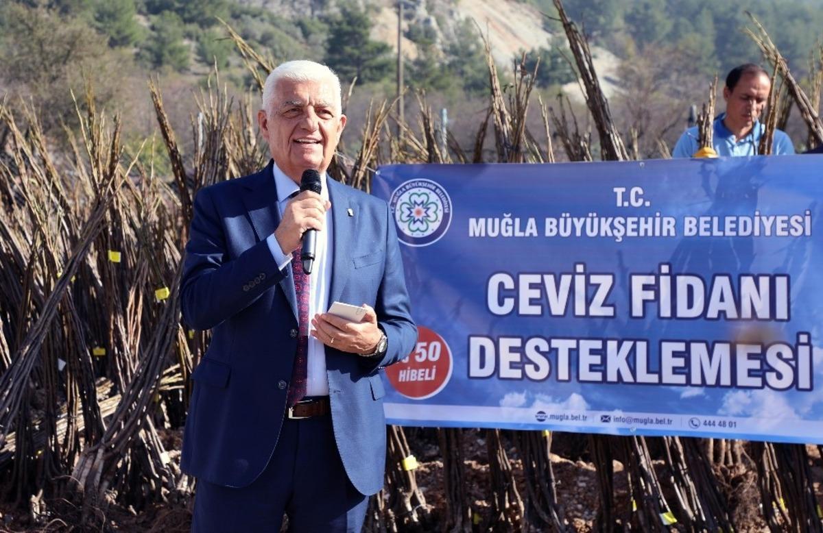 B&uuml;y&uuml;kşehir 77 bin ceviz fidanı dağıttı