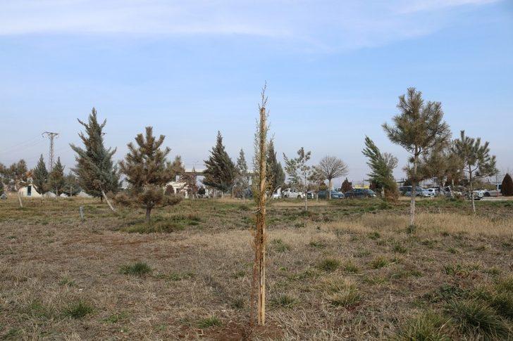 Bismil Devlet Hastanesi bahçesine 600 fidan dikildi G4