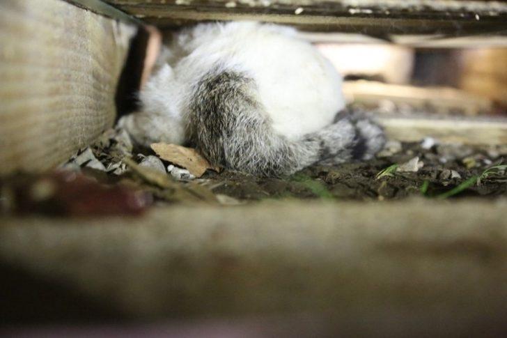 Mermer paletlerin arasına sıkışan kediyi itfaiye ekipleri kurtardı G3