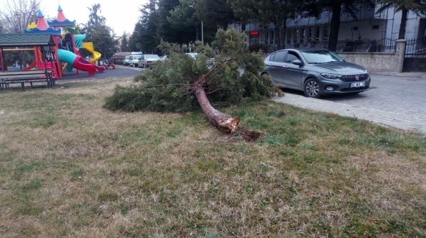 Beyşehir’de şiddetli fırtına ağaçları devirdi
