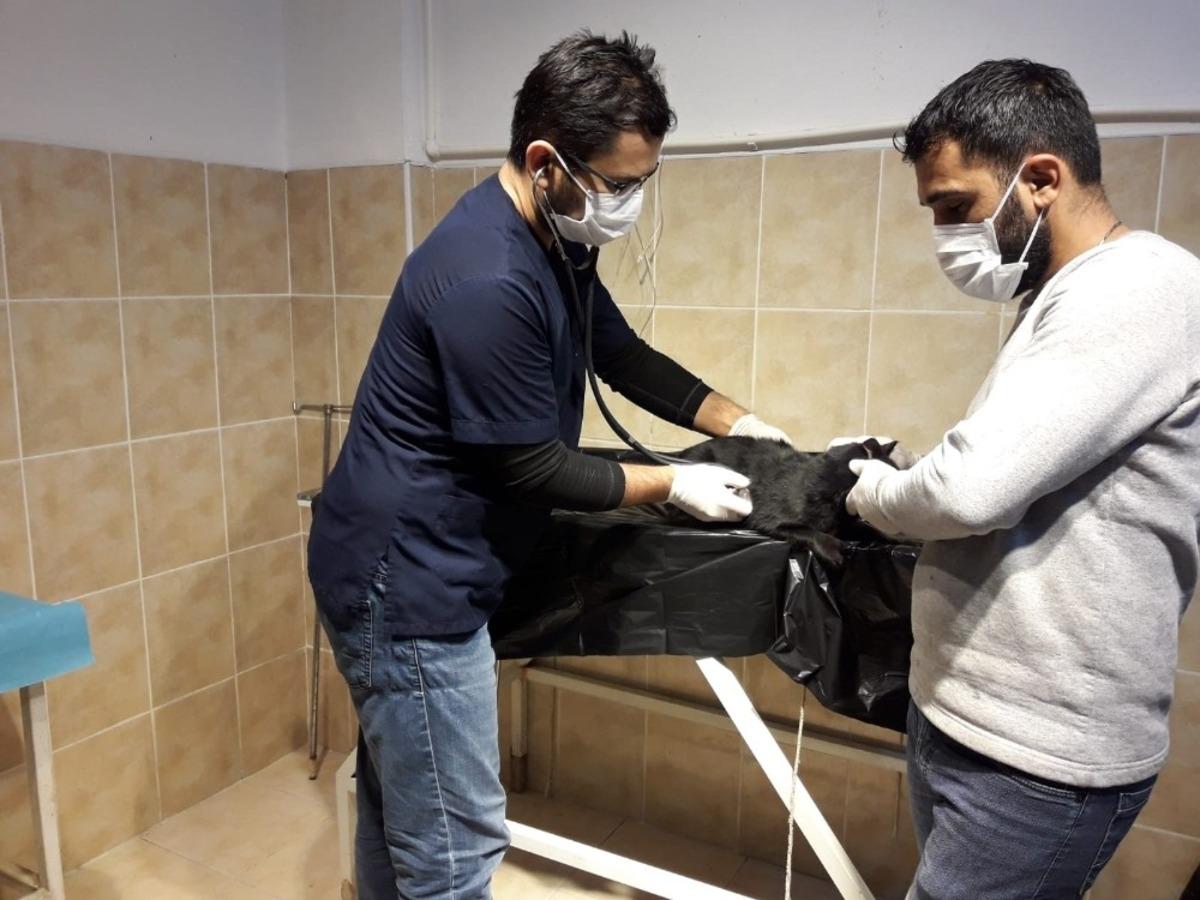 Safranbolu&rsquo;da 165 sokak hayvanı sahiplendirildi