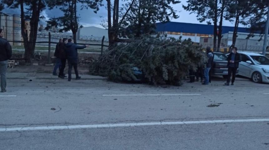 Otomobilin &uuml;zerine ağa&ccedil; devrildi