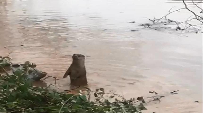 Bartın'da ırmakta su samuru g&ouml;r&uuml;nt&uuml;lendi