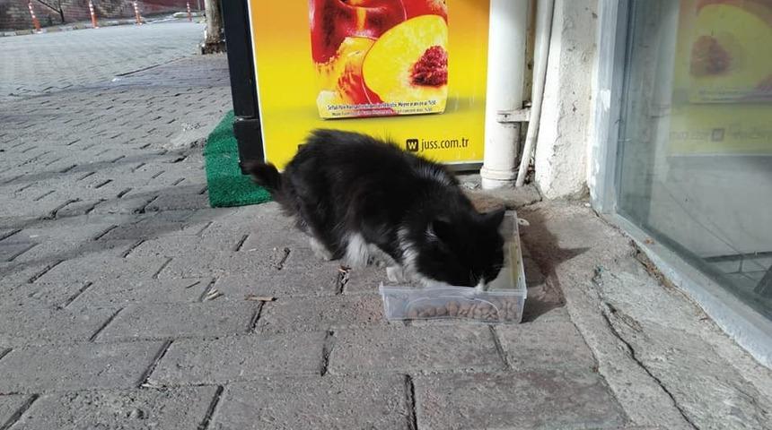 Cide&rsquo;de sokak hayvanlarına mama dağıtıldı