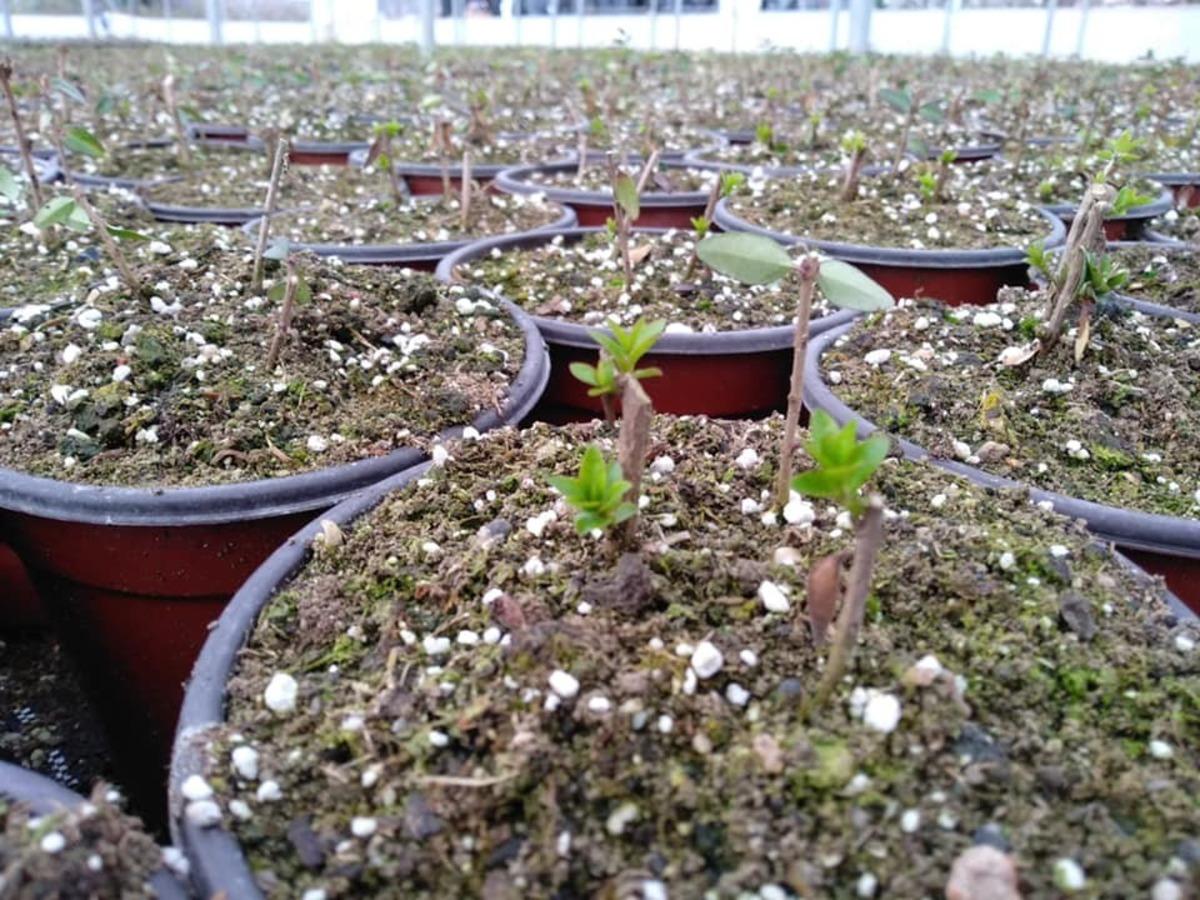 Sera alanında &uuml;retimleri ger&ccedil;ekleşen bitkilerin ilk s&uuml;rg&uuml;nleri başladı