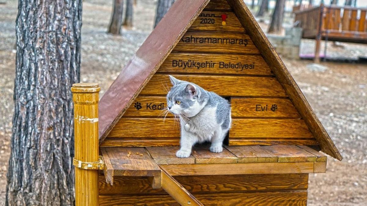 Kahramanmaraş&rsquo;ta sokak hayvanlarına 37 ton mama