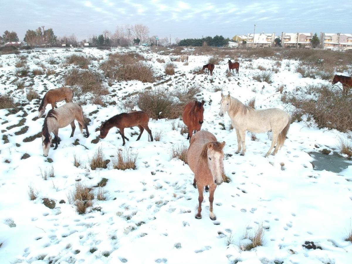 Drone g&ouml;ren yılkı atları poz verdi