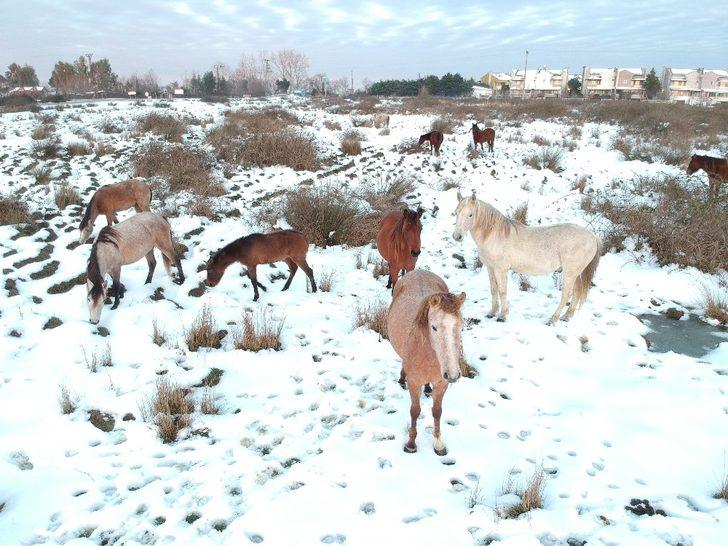 Drone gören yılkı atları poz verdi G1