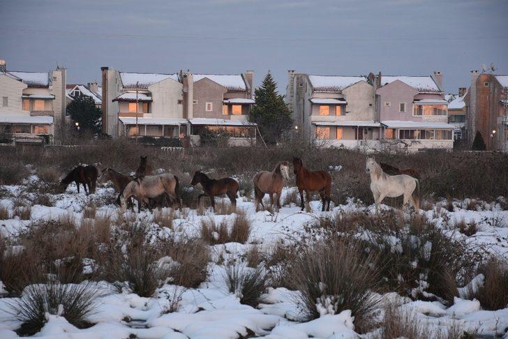 Drone gören yılkı atları poz verdi G2