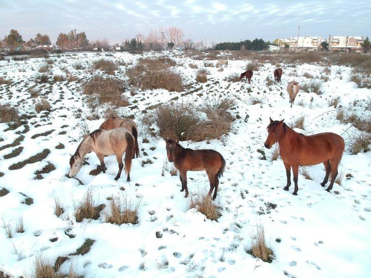 Drone gören yılkı atları poz verdi G3