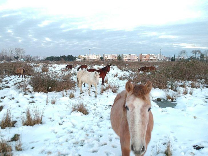 Drone gören yılkı atları poz verdi G4