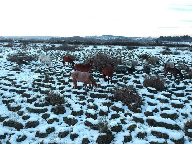 Drone gören yılkı atları poz verdi G5