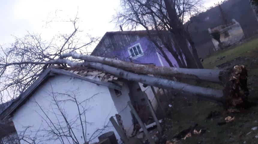 Fırtınanın devirdiği ağaç, ahırın üzerine düştü