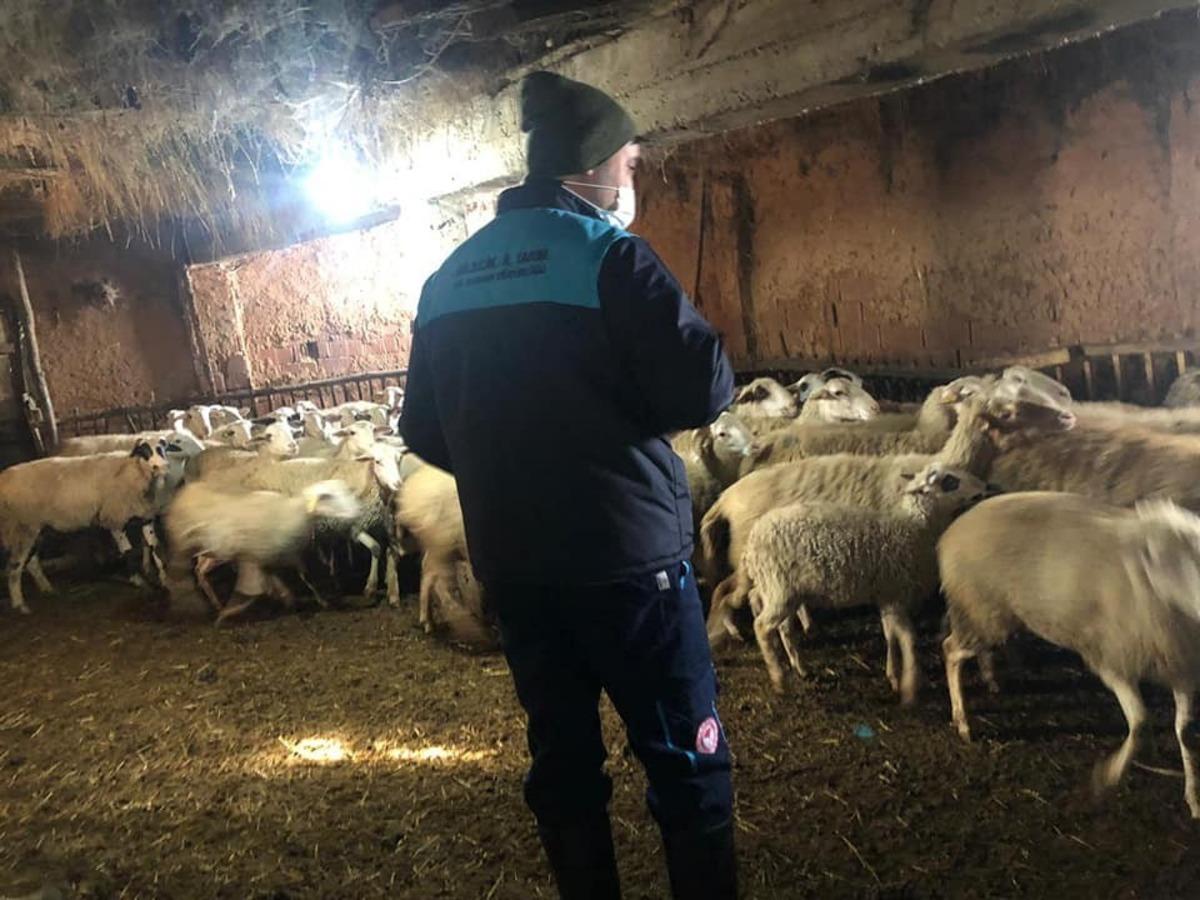 &Uuml;reticiye ana&ccedil; koyun ve ke&ccedil;i desteği devam ediyor