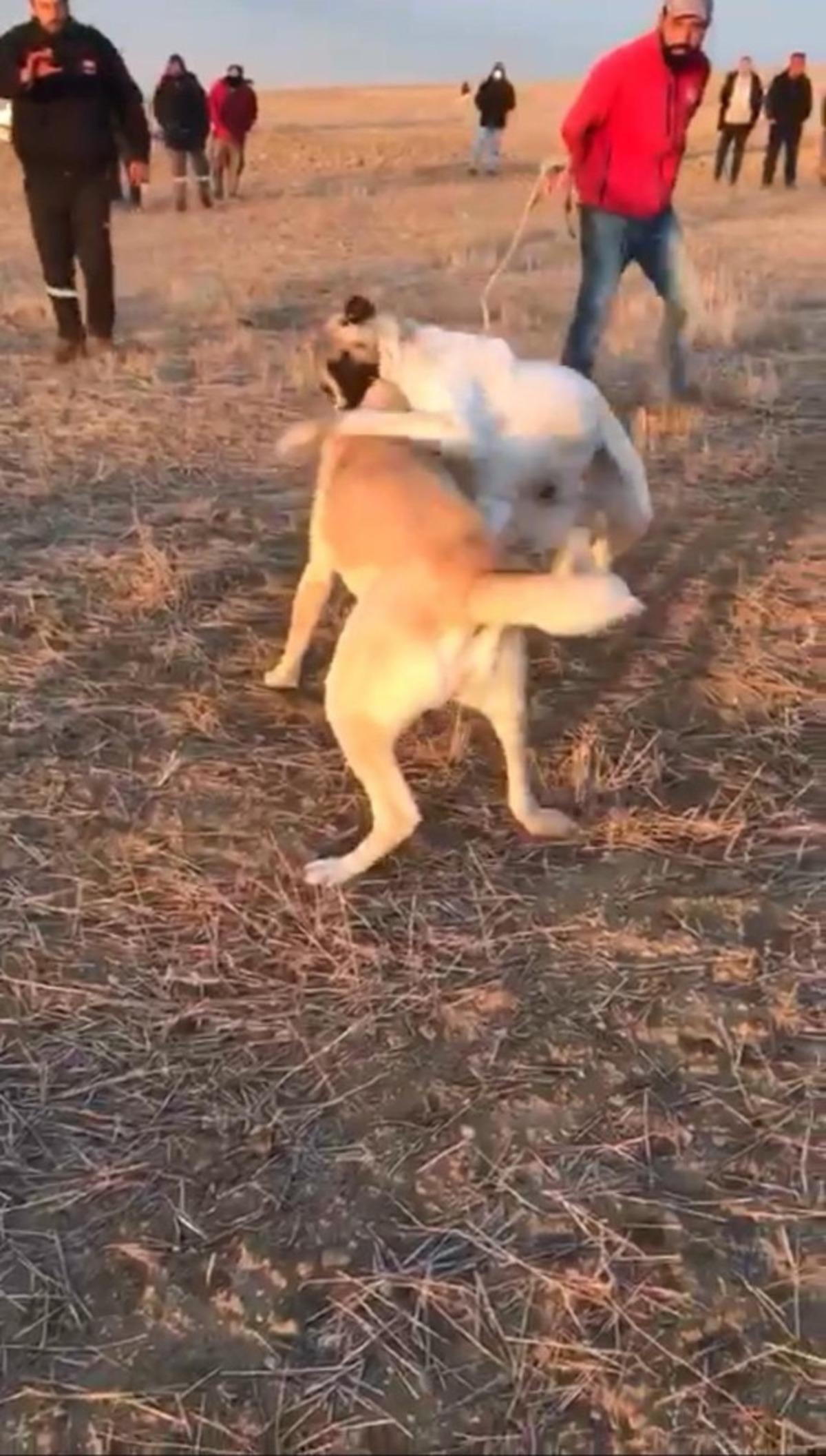 K&ouml;pekleri d&ouml;v&uuml;ş adı altında birbirine par&ccedil;alattılar