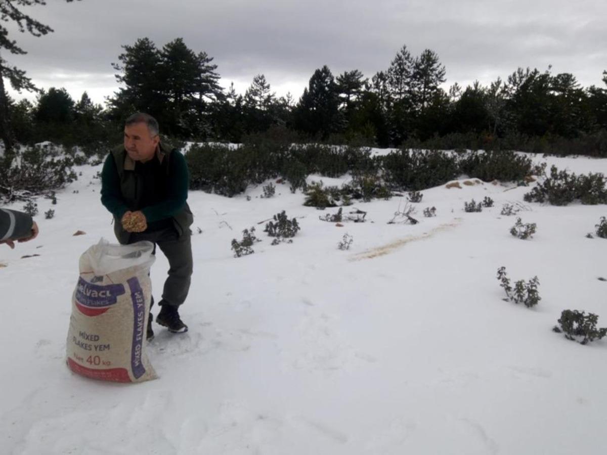 Aydın&rsquo;da yaban hayvanları i&ccedil;in dağlık alanlara yem bırakıldı