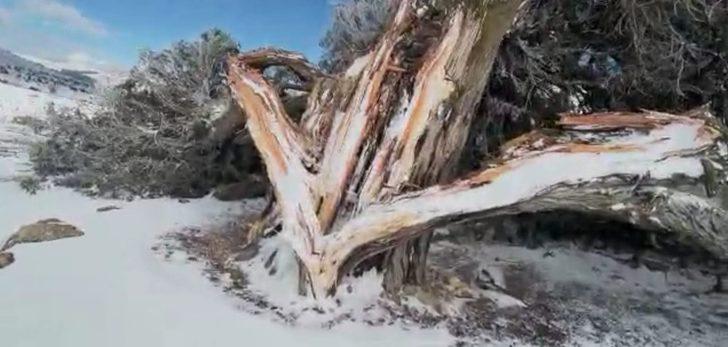 500 yıllık tarihi ardıç fırtınaya yenik düştü G2