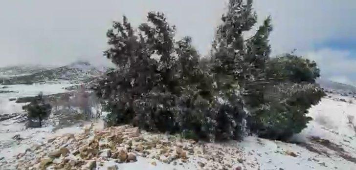 500 yıllık tarihi ardıç fırtınaya yenik düştü G3