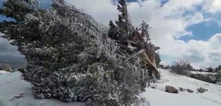 500 yıllık tarihi ardıç fırtınaya yenik düştü G4