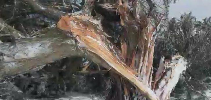 500 yıllık tarihi ardıç fırtınaya yenik düştü G5