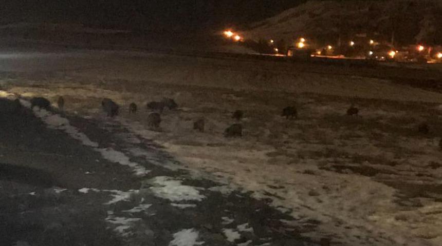 Vaşak ırkı azaldığı için sayısı artan domuzlar, yiyecek bulmak için mahalleye iniyor