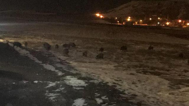 Vaşak ırkı azaldığı için sayısı artan domuzlar, yiyecek bulmak için mahalleye iniyor