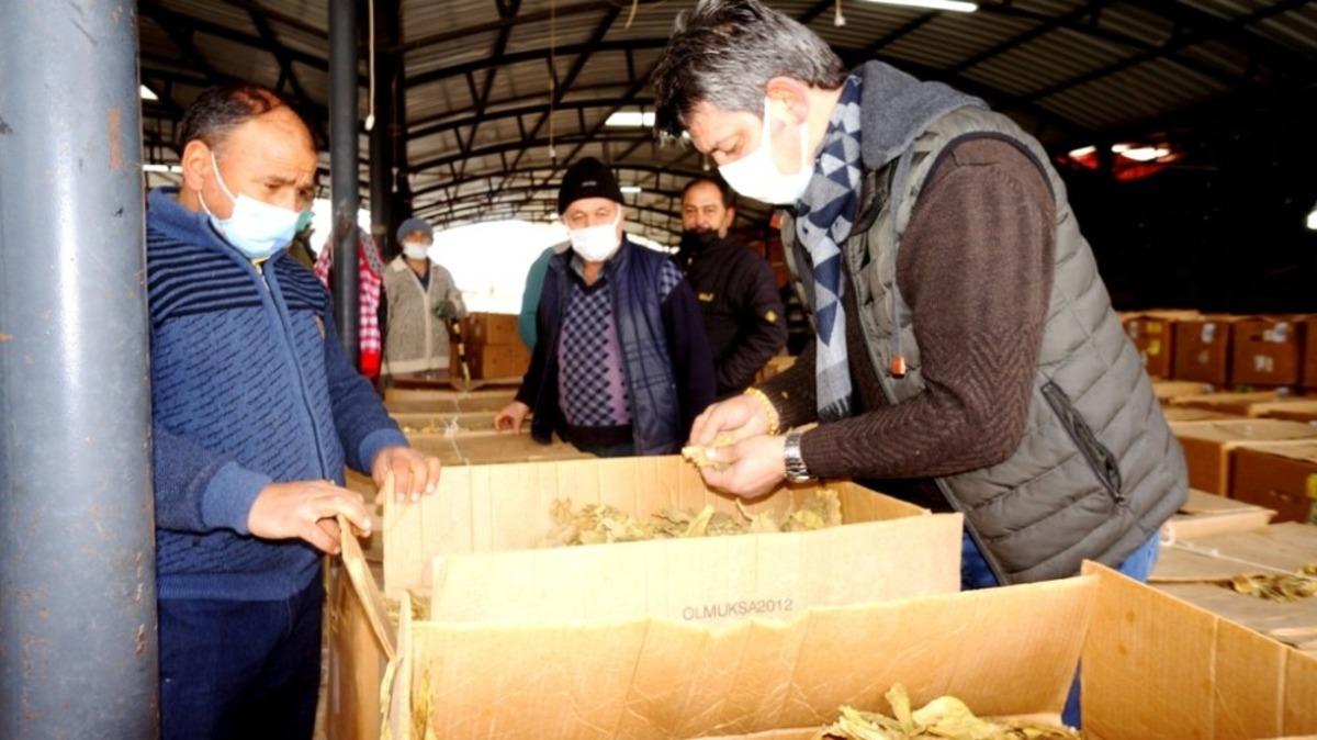 Sarıg&ouml;l&rsquo;de t&uuml;t&uuml;n alımlarına başlandı