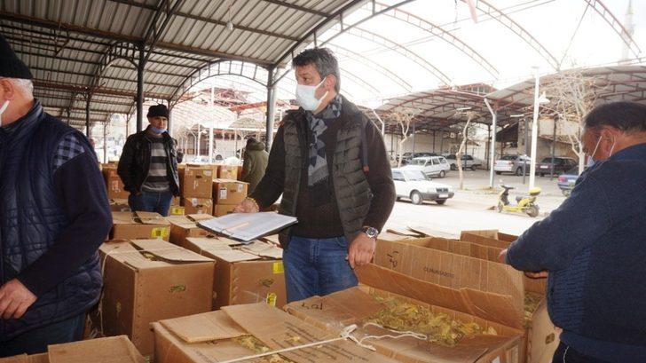 Sarıgöl’de tütün alımlarına başlandı G4