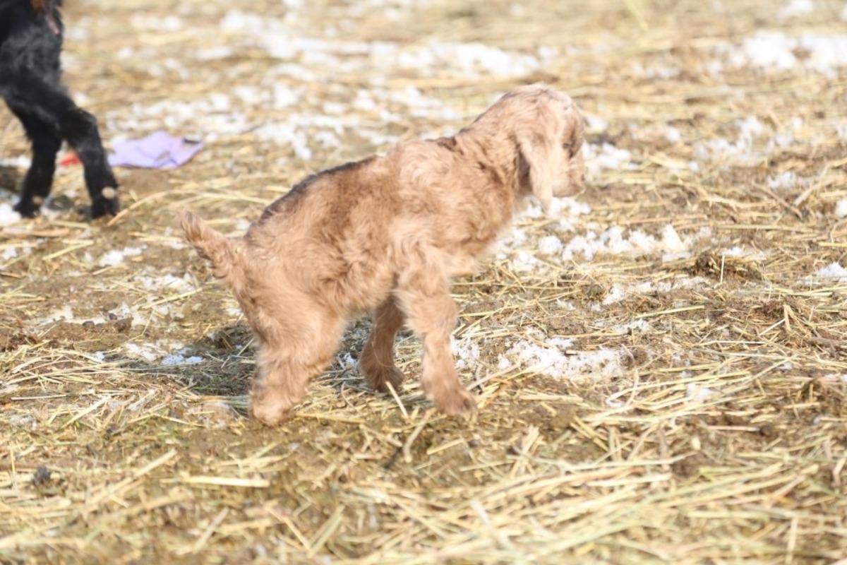 Arka bacakları kısa doğdu