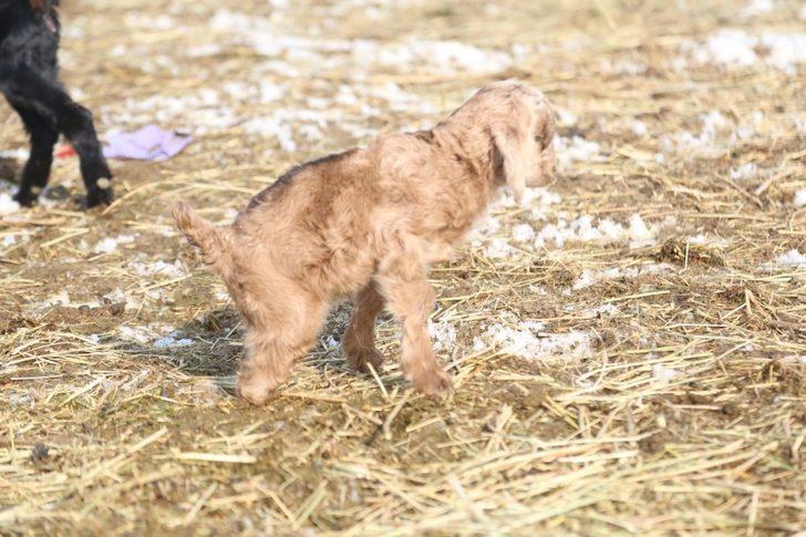 Arka bacakları kısa doğdu G1
