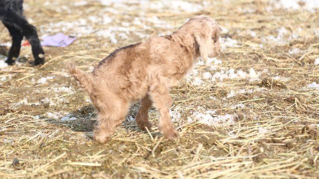 Arka bacakları kısa doğdu