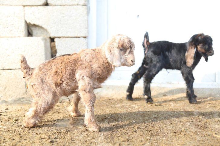 Arka bacakları kısa doğdu G2