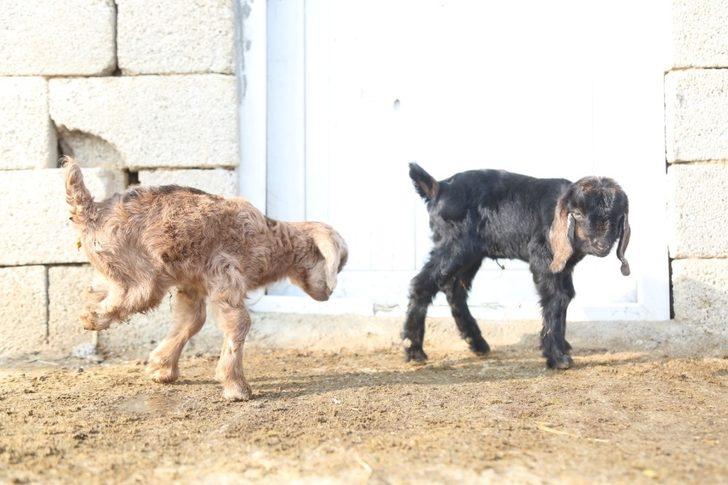 Arka bacakları kısa doğdu G3