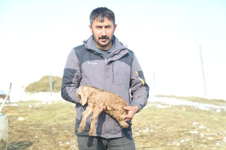 Arka bacakları kısa doğdu G5