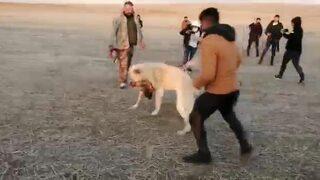 Köpekleri dövüştürüp, görüntülerini paylaştılar