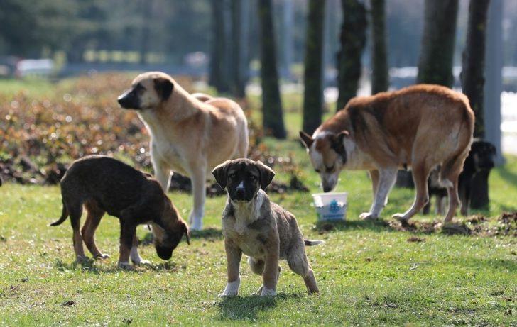 Başakşehir Belediyesi’nden can dostlarına 1 ton mama G3