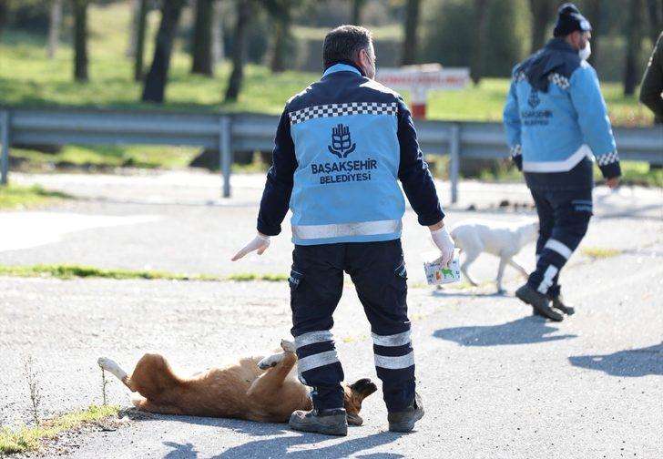 Başakşehir Belediyesi’nden can dostlarına 1 ton mama G4
