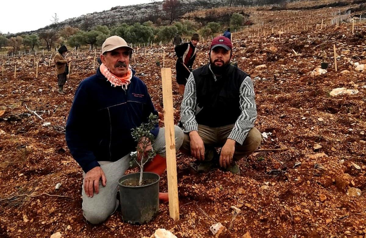 &Ccedil;eşme&rsquo;de yanan alanlara sakız fidanları dikiliyor