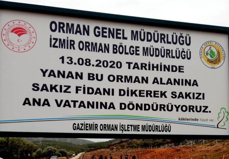 Çeşme’de yanan alanlara sakız fidanları dikiliyor G2