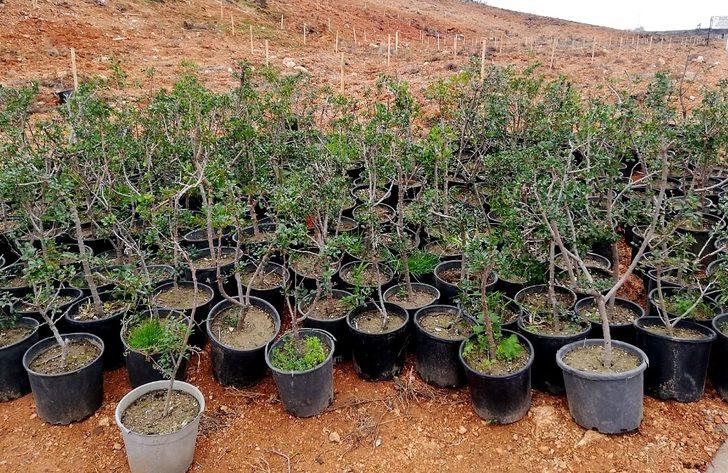 Çeşme’de yanan alanlara sakız fidanları dikiliyor G3