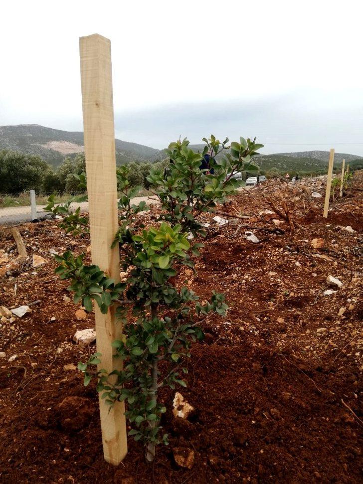 Çeşme’de yanan alanlara sakız fidanları dikiliyor G4