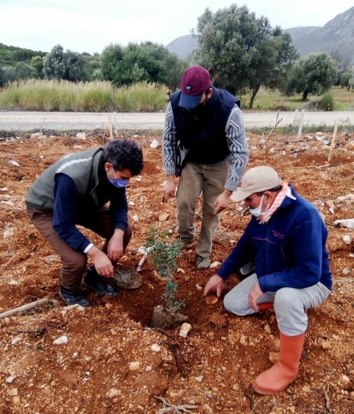 Çeşme’de yanan alanlara sakız fidanları dikiliyor G5