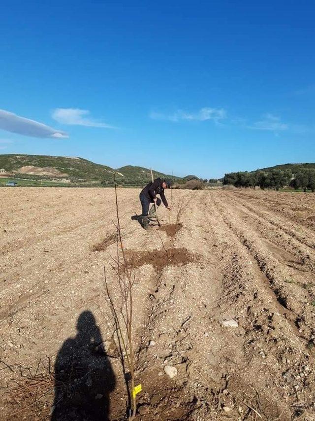 Didim’de erkenci kayısı fidanları toprakla buluştu