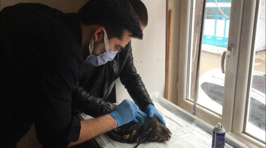 Bah&ccedil;esinde bulduğu yırtıcı kuşu sağlığına kavuşturdu