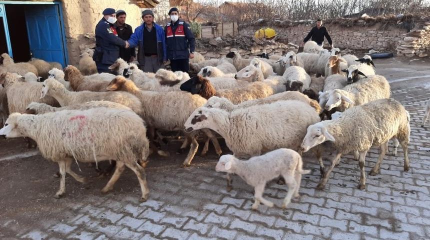 Konya&rsquo;da jandarma &ccedil;alınan 99 k&uuml;&ccedil;&uuml;kbaş hayvanı bularak sahibine teslim etti